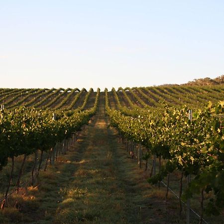 Mayfield Vineyard Orange Buitenkant foto