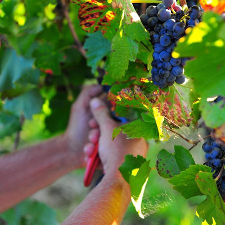 Mayfield Vineyard Orange Buitenkant foto
