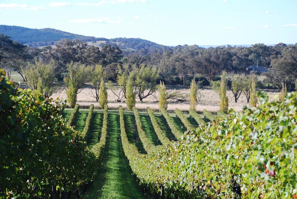 Mayfield Vineyard Orange Buitenkant foto