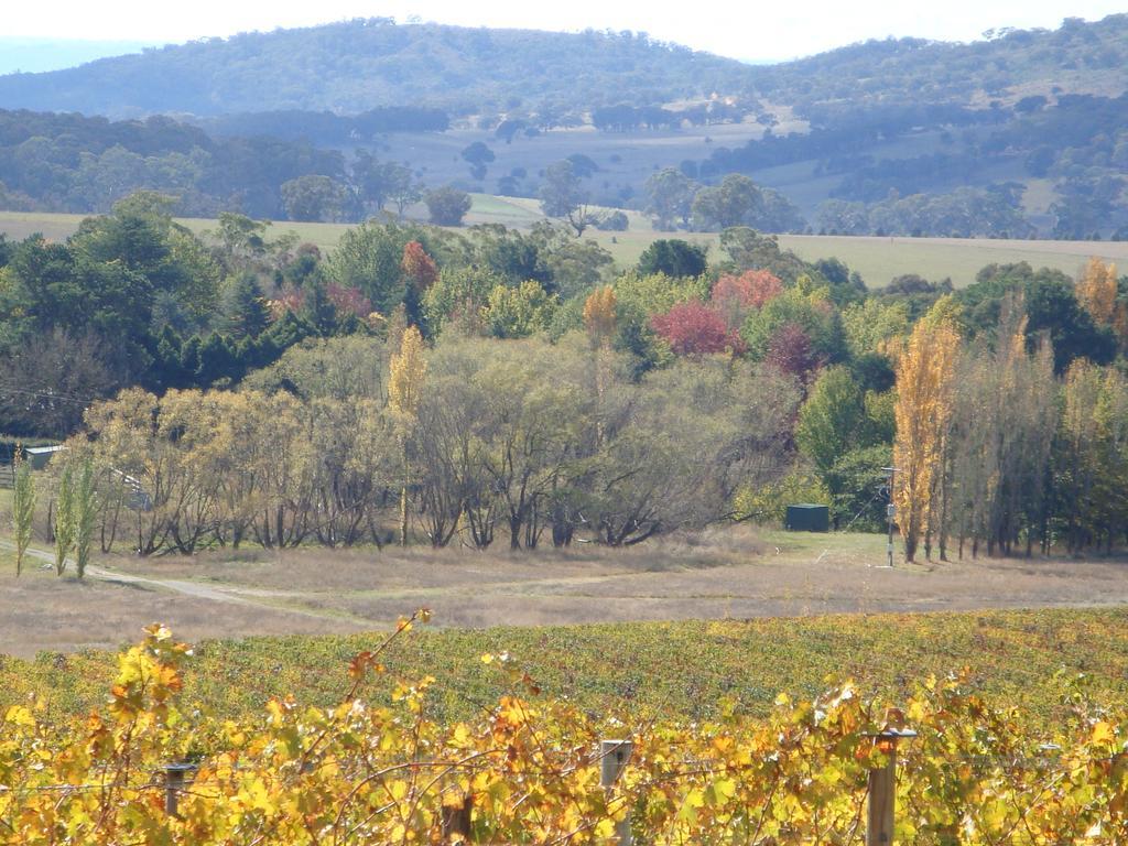Mayfield Vineyard Orange Buitenkant foto