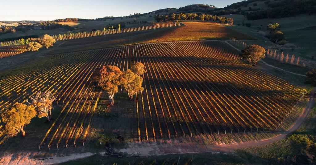 Mayfield Vineyard Orange Buitenkant foto