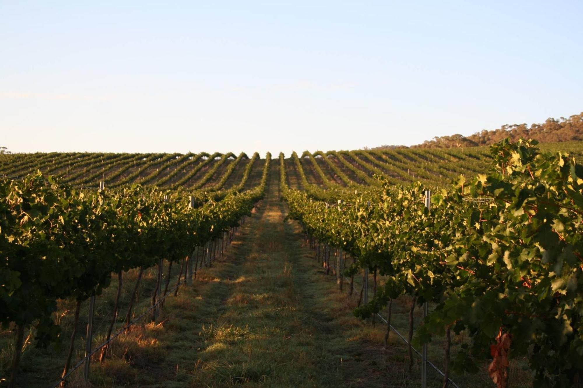 Mayfield Vineyard Orange Buitenkant foto
