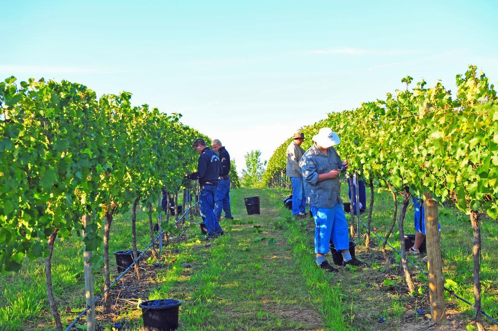 Mayfield Vineyard Orange Buitenkant foto