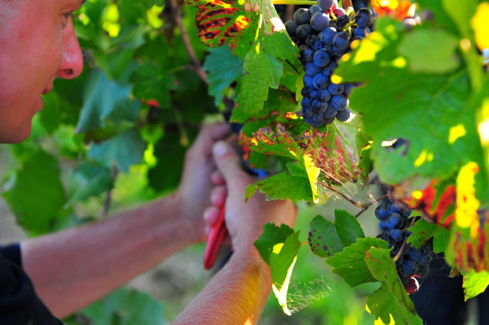 Mayfield Vineyard Orange Buitenkant foto