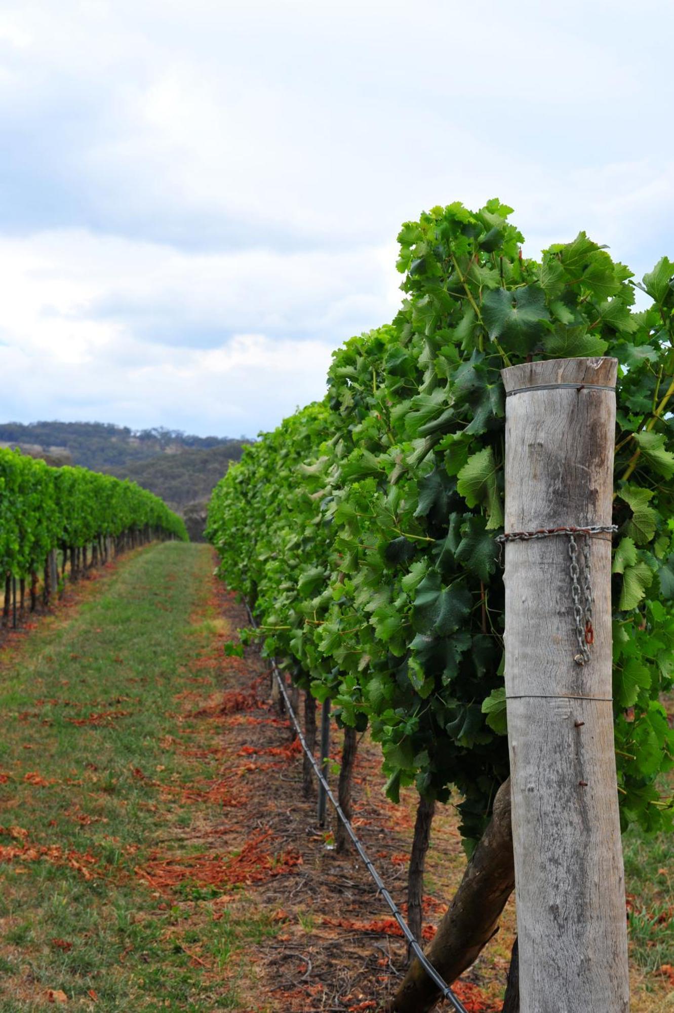 Mayfield Vineyard Orange Buitenkant foto